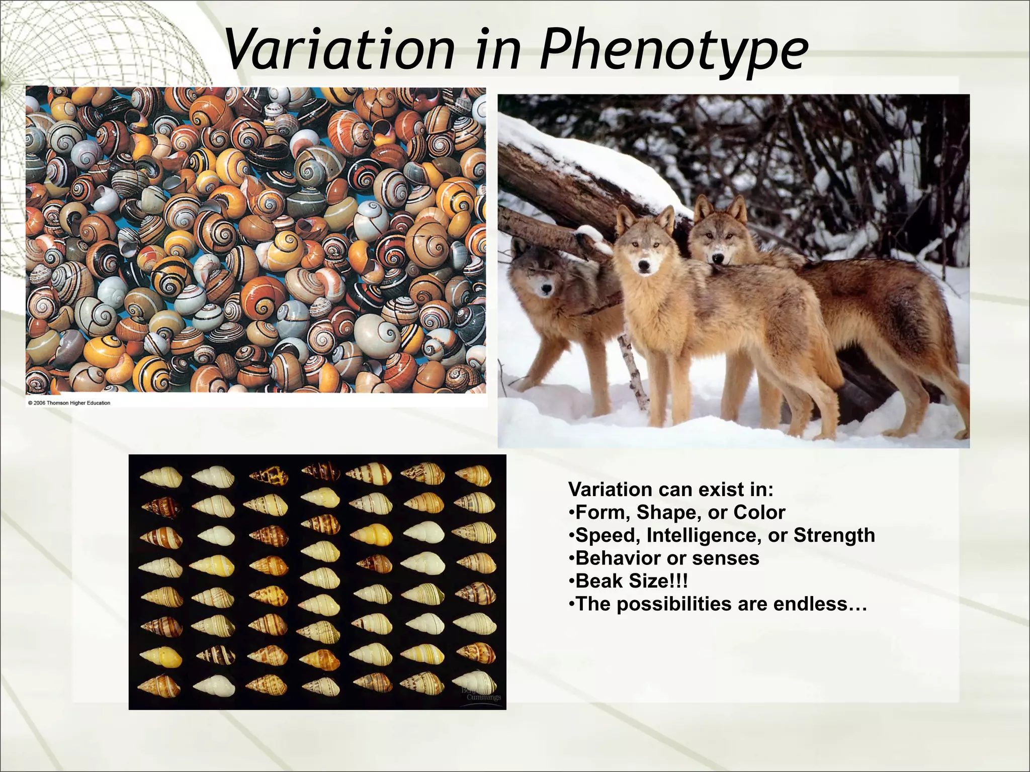 Variation in Phenotype




            Variation can exist in:
            •Form, Shape, or Color
            •Speed, Intelligence, or Strength
            •Behavior or senses
            •Beak Size!!!
            •The possibilities are endless…
 