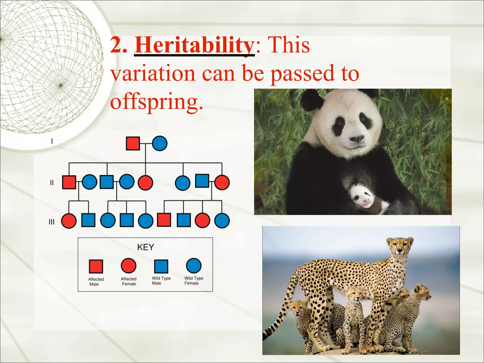 2. Heritability: This
variation can be passed to
offspring.
 