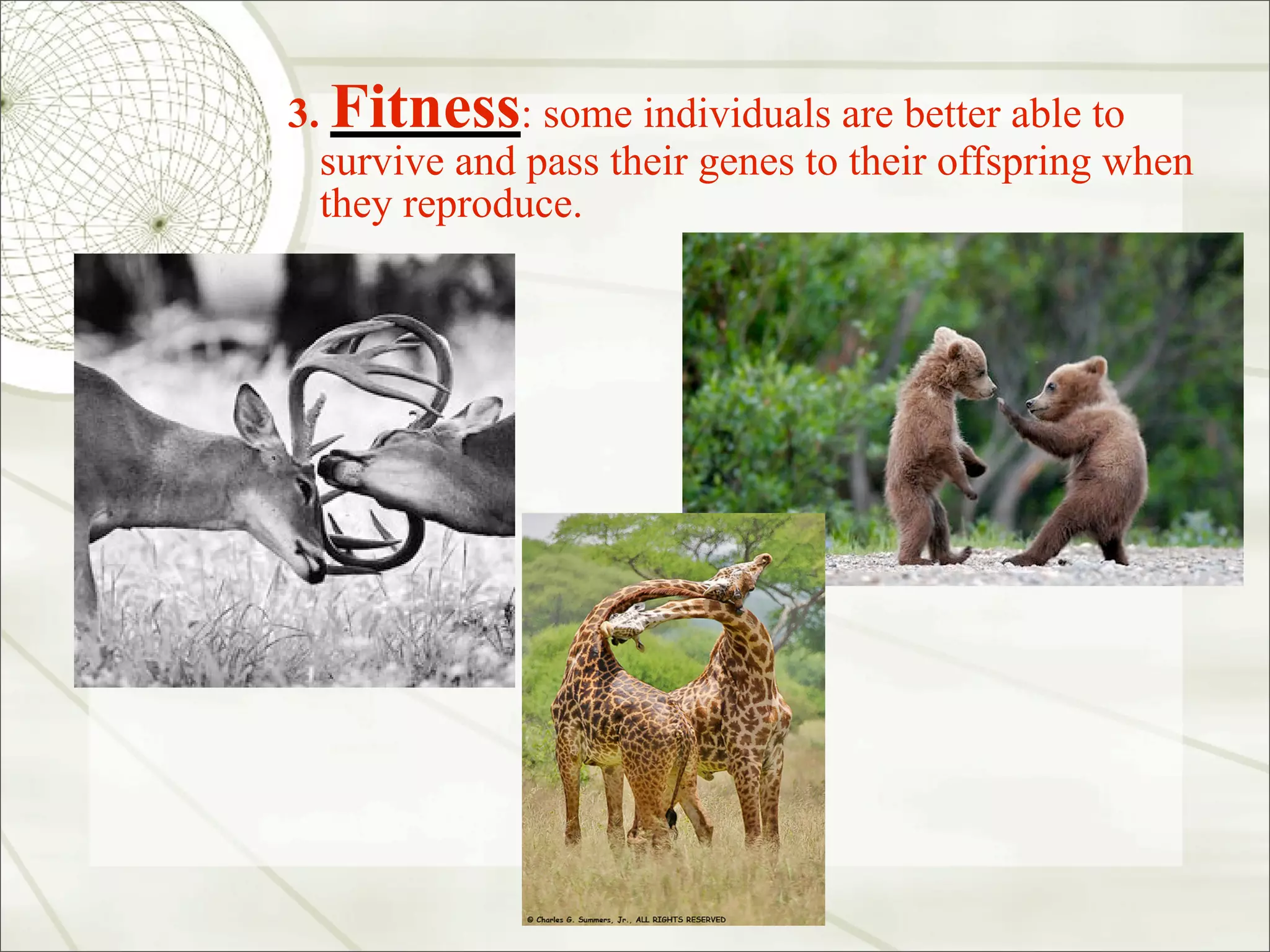 3. Fitness: some individuals are better able to
  survive and pass their genes to their offspring when
  they reproduce.
 