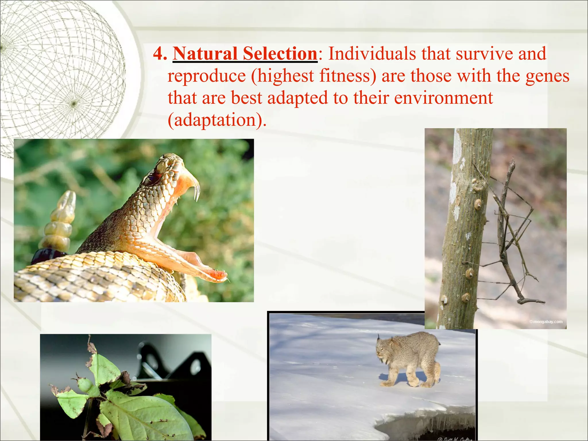 4. Natural Selection: Individuals that survive and
  reproduce (highest fitness) are those with the genes
  that are best adapted to their environment
  (adaptation).
 