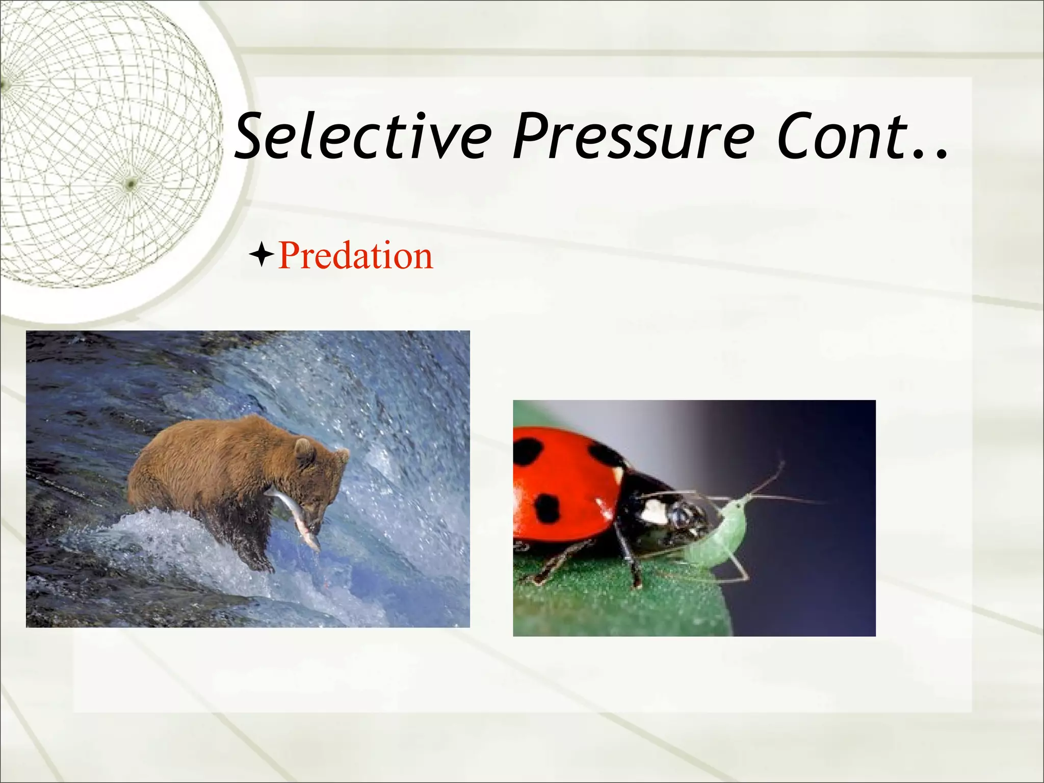 Selective Pressure Cont..
Predation
 
