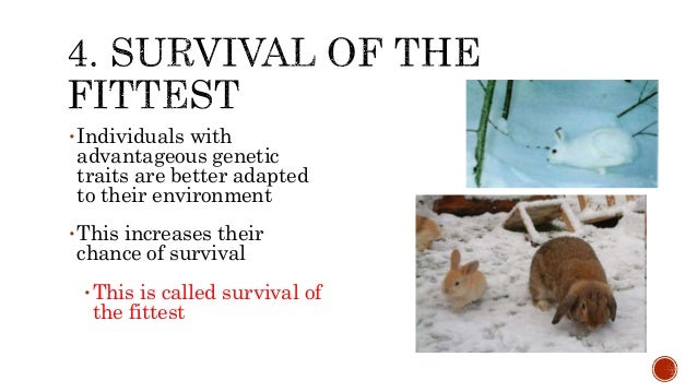 What Does Natural Selection Tend To Produce What Does Natural Selection Tend To Produce