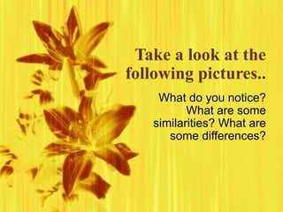 Take a look at the following pictures.. What do you notice? What are some similarities? What are some differences? 