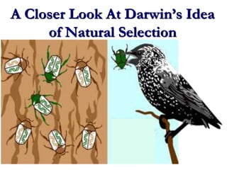 A Closer Look At Darwin’s Idea
of Natural Selection
 