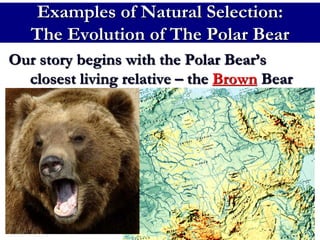 Natural Selection Darwin and Adaptations.ppt