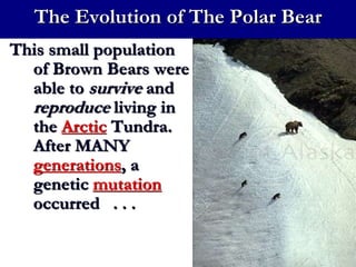 Bear Mutations Natural Selection Darwin and Adaptations.ppt