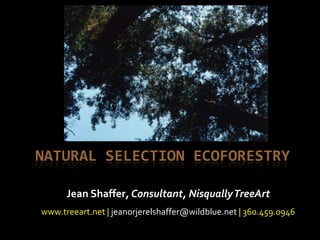 Natural selection ecoforestry Jean Shaffer, Consultant, Nisqually TreeArt www.treeart.net | jeanorjerelshaffer@wildblue.net| 360.459.0946 