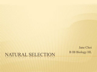 Jane Choi
                    B IB Biology HL
NATURAL SELECTION
 