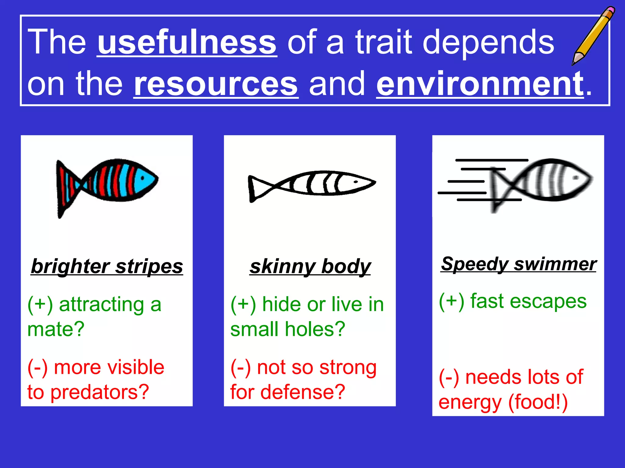 The usefulness of a trait depends
on the resources and environment.
brighter stripes
(+) attracting a
mate?
(-) more visible
to predators?
skinny body
(+) hide or live in
small holes?
(-) not so strong
for defense?
Speedy swimmer
(+) fast escapes
(-) needs lots of
energy (food!)
