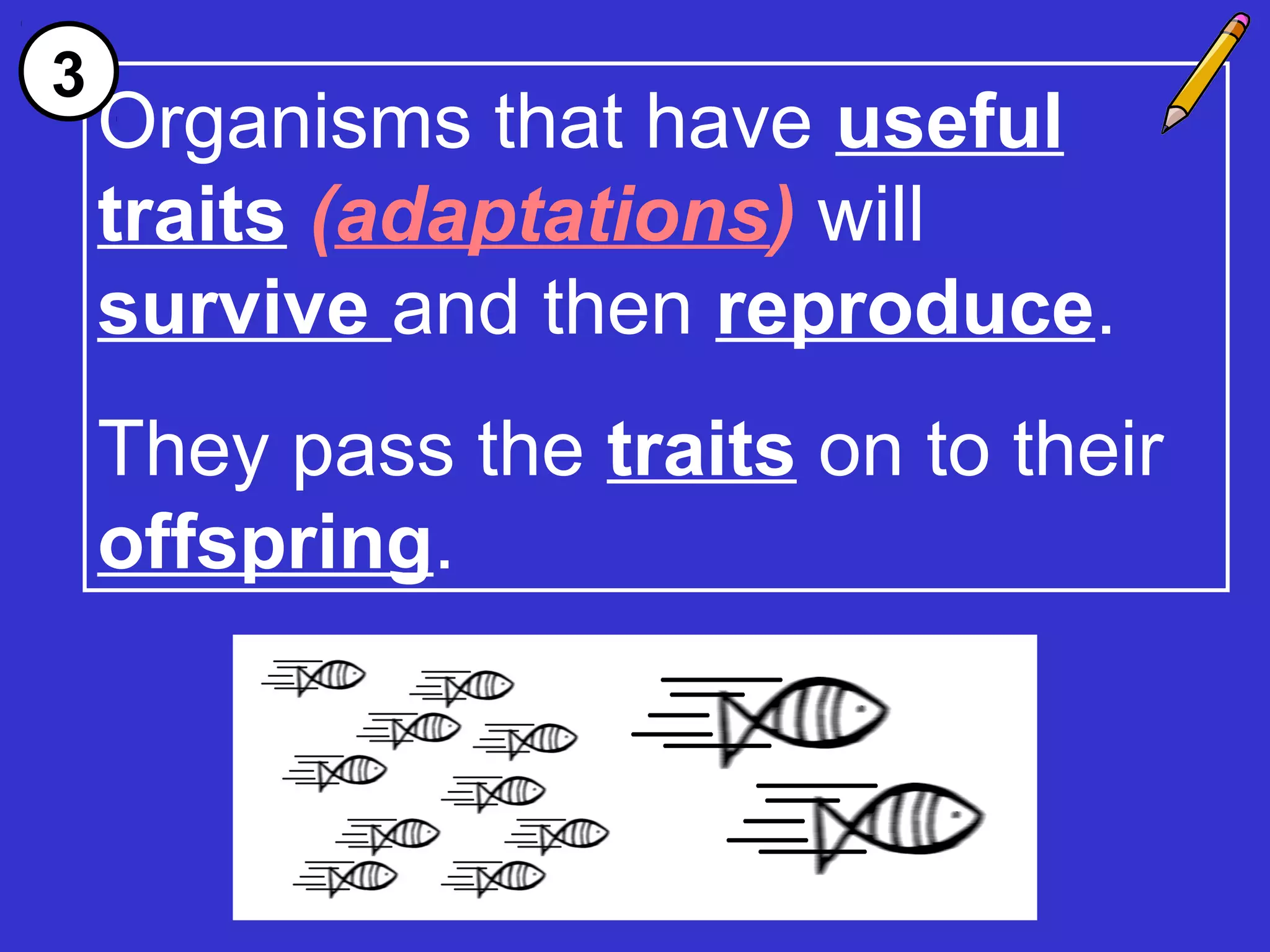 Organisms that have useful
traits (adaptations) will
survive and then reproduce.
They pass the traits on to their
offspring.
3