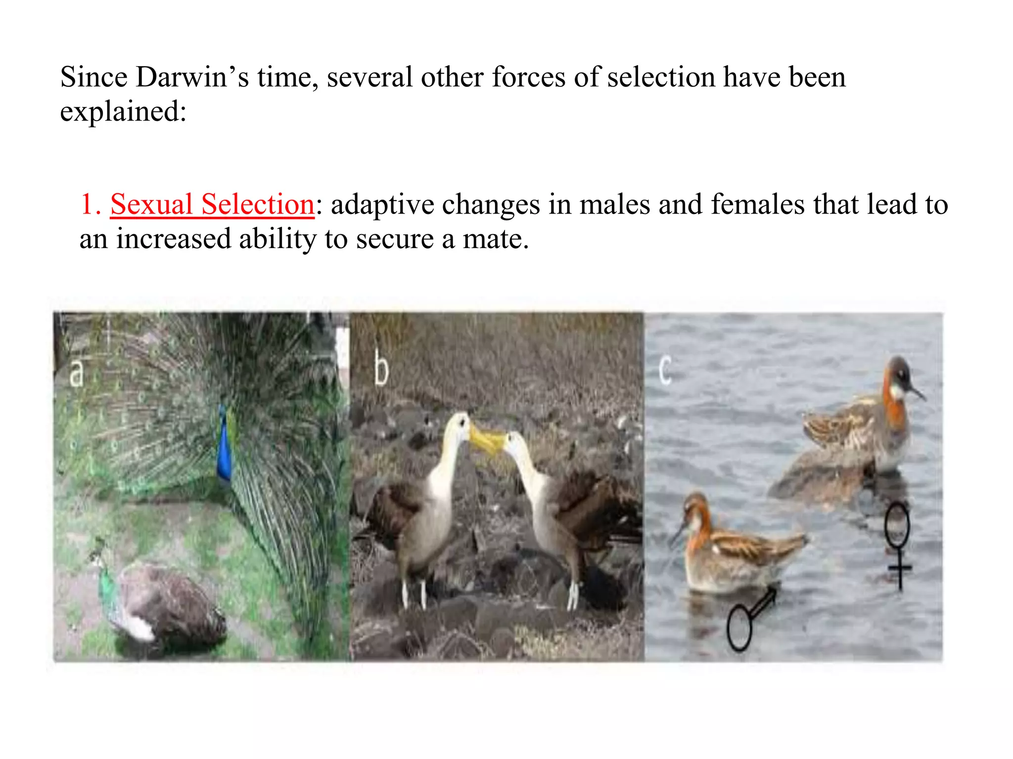 Since Darwin’s time, several other forces of selection have been
explained:
1. Sexual Selection: adaptive changes in males and females that lead to
an increased ability to secure a mate.
 