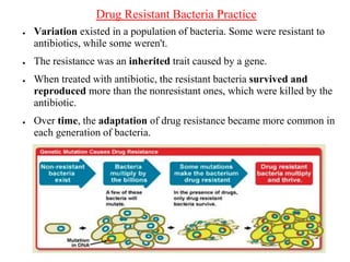 Drug Resistant Bacteria Practice
● Variation existed in a population of bacteria. Some were resistant to
antibiotics, while some weren't.
● The resistance was an inherited trait caused by a gene.
● When treated with antibiotic, the resistant bacteria survived and
reproduced more than the nonresistant ones, which were killed by the
antibiotic.
● Over time, the adaptation of drug resistance became more common in
each generation of bacteria.
 