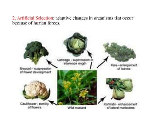 2. Artificial Selection: adaptive changes in organisms that occur
because of human forces.
 