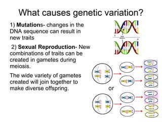 What causes genetic variation?
1) Mutations- changes in the
DNA sequence can result in
new traits
2) Sexual Reproduction- New
combinations of traits can be
created in gametes during
meiosis.
The wide variety of gametes
created will join together to
make diverse offspring.
 