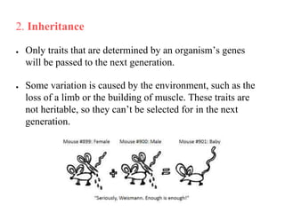 2. Inheritance
● Only traits that are determined by an organism’s genes
will be passed to the next generation.
● Some variation is caused by the environment, such as the
loss of a limb or the building of muscle. These traits are
not heritable, so they can’t be selected for in the next
generation.
 