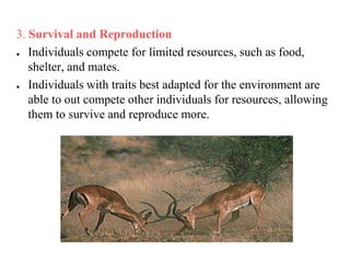 3. Survival and Reproduction
● Individuals compete for limited resources, such as food,
shelter, and mates.
● Individuals with traits best adapted for the environment are
able to out compete other individuals for resources, allowing
them to survive and reproduce more.
 
