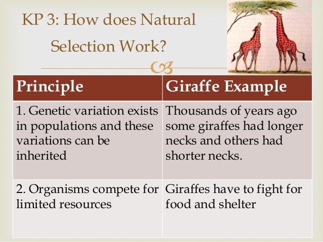 How Does Evolution Occur Through Natural Selection How Does Evolution Occur Through Natural Selection