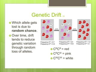 Genetic Drift (2)
 Which allele gets
lost is due to
random chance.
 Over time, drift
tends to reduce
genetic variation
through random
loss of alleles.
 CRCR = red
 CRCW = pink
 CWCW = white
Frequency CR = 0.7
Frequency CW = 0.3
Frequency CR = 0.4
Frequency CW = 0.6
Frequency CR = 1.0
Frequency CW = 0
 