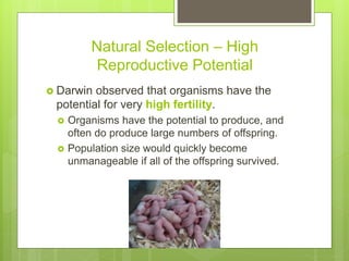 Natural Selection – High
Reproductive Potential
 Darwin observed that organisms have the
potential for very high fertility.
 Organisms have the potential to produce, and
often do produce large numbers of offspring.
 Population size would quickly become
unmanageable if all of the offspring survived.
 