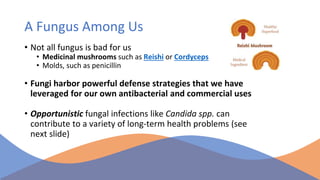 Natural support for candida fungal infections Slide 4