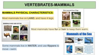 VERTEBRATES-MAMMALS
MAMMALS PHYSICAL CHARACTERISTICS:
Most mammals live on LAND, and have 4 legs.
Most mammals have fur or hair to keep them warm.
Some mammals live in WATER, and use flippers to
move - swim.
 