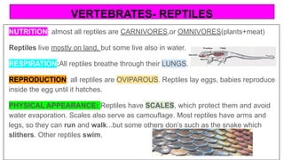 VERTEBRATES- REPTILES
NUTRITION: almost all reptiles are CARNIVORES,or OMNIVORES(plants+meat)
Reptiles live mostly on land, but some live also in water.
RESPIRATION:All reptiles breathe through their LUNGS.
REPRODUCTION: all reptiles are OVIPAROUS. Reptiles lay eggs, babies reproduce
inside the egg until it hatches.
PHYSICAL APPEARANCE: Reptiles have SCALES, which protect them and avoid
water evaporation. Scales also serve as camouflage. Most reptiles have arms and
legs, so they can run and walk...but some others don’s such as the snake which
slithers. Other reptiles swim.
 