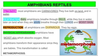 AMPHIBIANS REPTILES
NUTRITION: most amphibians are CARNIVORES,They live both on land, and in
water.
RESPIRATION:Baby amphibians breathe through GILLS, while they live in water,
later on land when they are adults breathe through their LUNGS and MOIST SKIN.
REPRODUCTION: all amphibians are OVIPAROUS. They lay eggs.
PHYSICAL APPEARANCE: amphibians have
MOIST skin which absorbs oxygen. Most
amphibians transform their appearance since they
are babies. This transformation is called
METAMORPHOSIS.
 