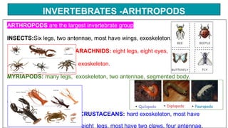 INVERTEBRATES -ARHTROPODS
ARTHROPODS are the largest invertebrate group
INSECTS:Six legs, two antennae, most have wings, exoskeleton.
ARACHNIDS: eight legs, eight eyes,
exoskeleton.
MYRIAPODS: many legs, exoskeleton, two antennae, segmented body.
C
CRUSTACEANS: hard exoskeleton, most have
eight legs, most have two claws, four antennae.
 