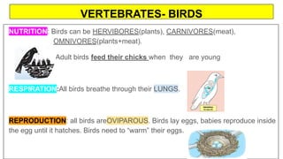 VERTEBRATES- BIRDS
NUTRITION: Birds can be HERVIBORES(plants), CARNIVORES(meat),
OMNIVORES(plants+meat).
Adult birds feed their chicks when they are young
RESPIRATION:All birds breathe through their LUNGS.
REPRODUCTION: all birds areOVIPAROUS. Birds lay eggs, babies reproduce inside
the egg until it hatches. Birds need to “warm” their eggs.
 