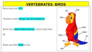 VERTEBRATES- BIRDS
Most birds can FLY.
Thanks to their wings, tail and feathers.
Birds have light hollow bones, which help them
fly.
Birds use their beak to eat.
 