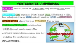 VERTEBRATES- AMPHIBIANS
NUTRITION: most amphibians are CARNIVORES,They live both on land, and in
water.
RESPIRATION:Baby amphibians breathe through GILLS, while they live in water,
later on land when they are adults breathe through their LUNGS and MOIST SKIN.
REPRODUCTION: all amphibians are OVIPAROUS. They lay eggs.
PHYSICAL APPEARANCE: amphibians have
MOIST skin which absorbs oxygen. Most
amphibians transform their appearance since they
are babies. This transformation is called
METAMORPHOSIS.
 