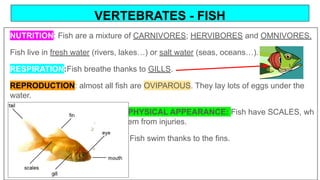 VERTEBRATES - FISH
NUTRITION: Fish are a mixture of CARNIVORES; HERVIBORES and OMNIVORES.
Fish live in fresh water (rivers, lakes…) or salt water (seas, oceans…).
RESPIRATION:Fish breathe thanks to GILLS.
REPRODUCTION: almost all fish are OVIPAROUS. They lay lots of eggs under the
water.
PHYSICAL APPEARANCE: Fish have SCALES, wh
which act as armour protecting them from injuries.
Fish swim thanks to the fins.
 