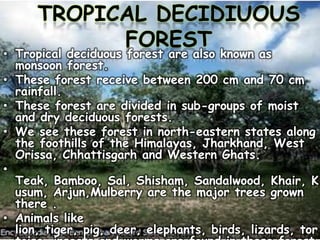 TROPICAL DECIDIUOUS
FOREST

• Tropical deciduous forest are also known as
monsoon forest.
• These forest receive between 200 cm and 70 cm
rainfall.
• These forest are divided in sub-groups of moist
and dry deciduous forests.
• We see these forest in north-eastern states along
the foothills of the Himalayas, Jharkhand, West
Orissa, Chhattisgarh and Western Ghats.
•
Teak, Bamboo, Sal, Shisham, Sandalwood, Khair, K
usum, Arjun,Mulberry are the major trees grown
there .
• Animals like
lion, tiger, pig, deer, elephants, birds, lizards, tor

 