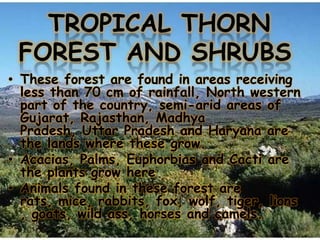 TROPICAL THORN
FOREST AND SHRUBS
• These forest are found in areas receiving
less than 70 cm of rainfall, North western
part of the country, semi-arid areas of
Gujarat, Rajasthan, Madhya
Pradesh, Uttar Pradesh and Haryana are
the lands where these grow.
• Acacias, Palms, Euphorbias and Cacti are
the plants grow here
• Animals found in these forest are
rats, mice, rabbits, fox, wolf, tiger, lions
, goats, wild ass, horses and camels.

 