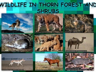 WILDLIFE IN THORN FOREST AND
SHRUBS

 
