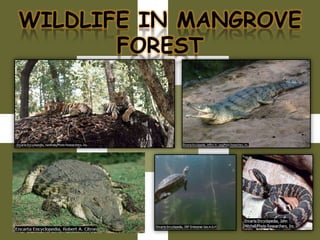 WILDLIFE IN MANGROVE
FOREST

 