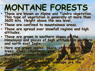 MONTANE FORESTS

• These are known as Alpine and Tundra vegetation.
This type of vegetation is generally at more than
3600 mts. Height above the sea level,
• These are confined to mountainous areas.
• These are spread over snowfall regions and high
altitudes.
• These are grown in southern slopes of the
Himalayas and places of high altitudes in southern
and north east India
• Here are grown apples, pears, cherries etc fruit
trees. Oaks, chestnuts, pine, cedar, silver fir are
the other common trees.
• Kashmiri stag, spotted deer, wild sheep, jack
rabbit, yak, snow leopard, antelope are the
common animal found here.

 