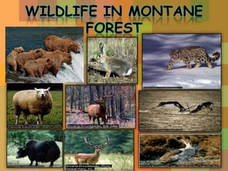 WILDLIFE IN MONTANE
FOREST

 