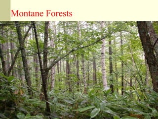 Montane Forests

 
