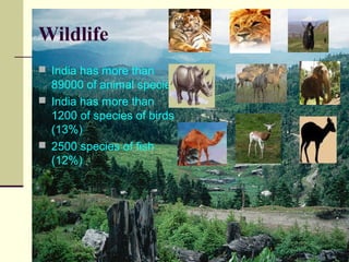Wildlife
 India has more than

89000 of animal species
 India has more than
1200 of species of birds
(13%)
 2500 species of fish
(12%)

 