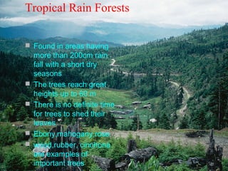 Tropical Rain Forests
 Found in areas having







more than 200cm rain
fall with a short dry
seasons
The trees reach great
heights up to 60 m
There is no definite time
for trees to shed their
leaves
Ebony,mahogany,rose
wood,rubber, cinchona
are examples of
important trees

 