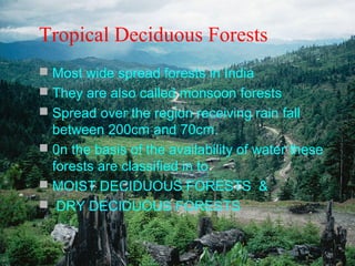 Tropical Deciduous Forests
 Most wide spread forests in India
 They are also called monsoon forests
 Spread over the region receiving rain fall

between 200cm and 70cm.
 0n the basis of the availability of water these
forests are classified in to
 MOIST DECIDUOUS FORESTS &
 DRY DECIDUOUS FORESTS

 