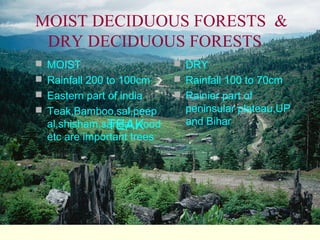 MOIST DECIDUOUS FORESTS &
DRY DECIDUOUS FORESTS
 MOIST
 Rainfall 200 to 100cm
 Eastern part of india
 Teak,Bamboo,sal,peep

al,shisham,sandal wood
TEAK
etc are important trees

 DRY
 Rainfall 100 to 70cm
 Rainier part of

peninsular plateau,UP
and Bihar

 