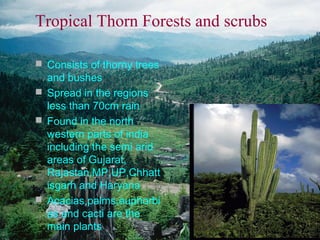 Tropical Thorn Forests and scrubs
 Consists of thorny trees

and bushes
 Spread in the regions
less than 70cm rain
 Found in the north
western parts of india
including the semi arid
areas of Gujarat,
Rajastan,MP,UP,Chhatt
isgarh and Haryana
 Acacias,palms,euphorbi
as and cacti are the
main plants

 