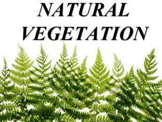 NATURAL
VEGETATION
 