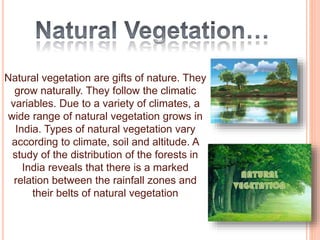 Natural vegetation are gifts of nature. They
grow naturally. They follow the climatic
variables. Due to a variety of climates, a
wide range of natural vegetation grows in
India. Types of natural vegetation vary
according to climate, soil and altitude. A
study of the distribution of the forests in
India reveals that there is a marked
relation between the rainfall zones and
their belts of natural vegetation
 