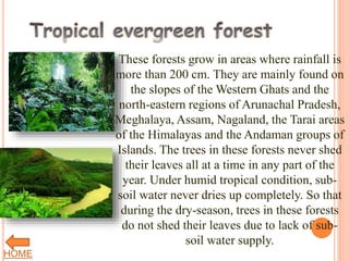 These forests grow in areas where rainfall is
more than 200 cm. They are mainly found on
the slopes of the Western Ghats and the
north-eastern regions of Arunachal Pradesh,
Meghalaya, Assam, Nagaland, the Tarai areas
of the Himalayas and the Andaman groups of
Islands. The trees in these forests never shed
their leaves all at a time in any part of the
year. Under humid tropical condition, sub-
soil water never dries up completely. So that
during the dry-season, trees in these forests
do not shed their leaves due to lack of sub-
soil water supply.
HOME
 