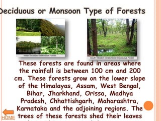 Deciduous or Monsoon Type of Forests
These forests are found in areas where
the rainfall is between 100 cm and 200
cm. These forests grow on the lower slope
of the Himalayas, Assam, West Bengal,
Bihar, Jharkhand, Orissa, Madhya
Pradesh, Chhattishgarh, Maharashtra,
Karnataka and the adjoining regions. The
trees of these forests shed their leavesHOME
 