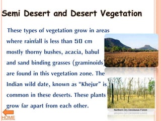 Semi Desert and Desert Vegetation
These types of vegetation grow in areas
where rainfall is less than 50 cm
mostly thorny bushes, acacia, babul
and sand binding grasses (graminoids)
are found in this vegetation zone. The
Indian wild date, known as “Khejur” is
common in these deserts. These plants
grow far apart from each other.
HOME
 