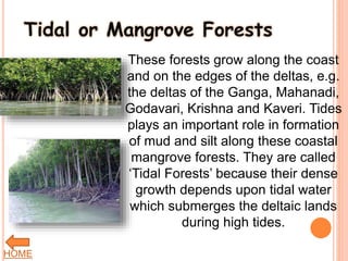Tidal or Mangrove Forests
These forests grow along the coast
and on the edges of the deltas, e.g.
the deltas of the Ganga, Mahanadi,
Godavari, Krishna and Kaveri. Tides
plays an important role in formation
of mud and silt along these coastal
mangrove forests. They are called
‘Tidal Forests’ because their dense
growth depends upon tidal water
which submerges the deltaic lands
during high tides.
HOME
 